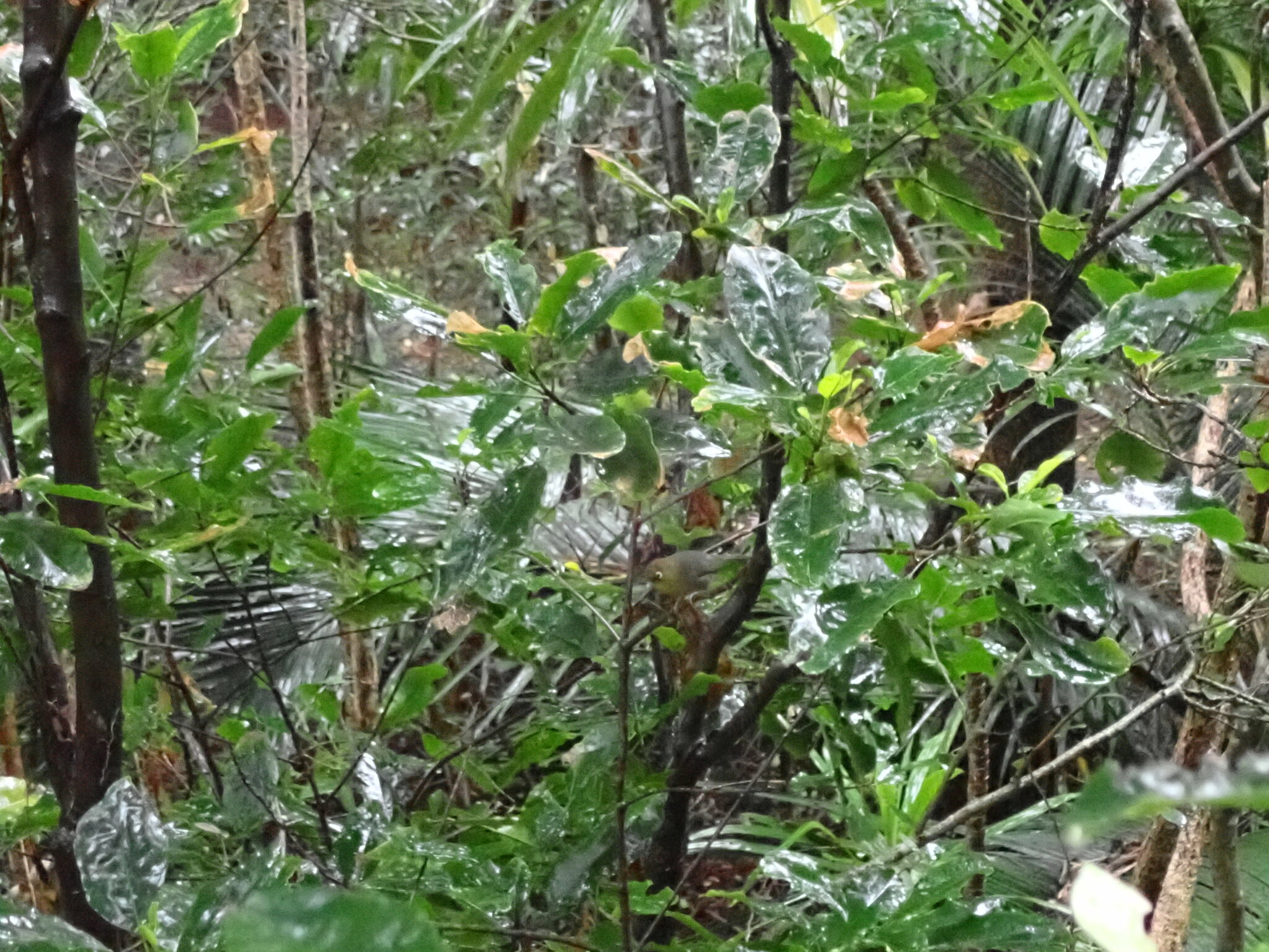 Slender-billed White-eye (Zosterops tenuirostris), photo 3