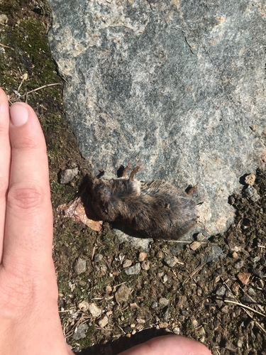 Valais Shrew, Gran Paradiso, Valsavarenche, Aosta Valley, IT, photo 7 of 10