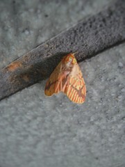 Barsine striata