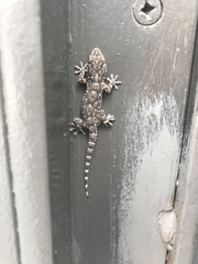 Tarentola mauritanica