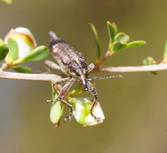 Rhinotia bidentata