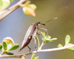 Rhinotia bidentata