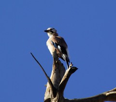 Garrulus glandarius atricapillus