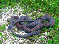 Cubophis caymanus