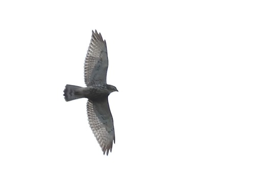 Busardo Aliancho (Buteo platypterus)