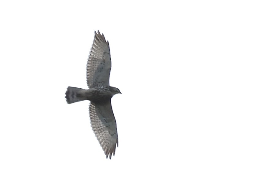 Broad-winged Hawk (Buteo platypterus)
