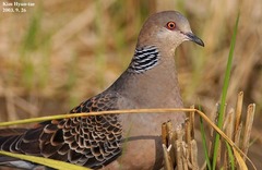 Oriental Turtle Dove photo 3