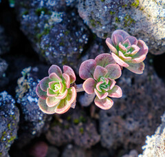 Aeonium spathulatum image