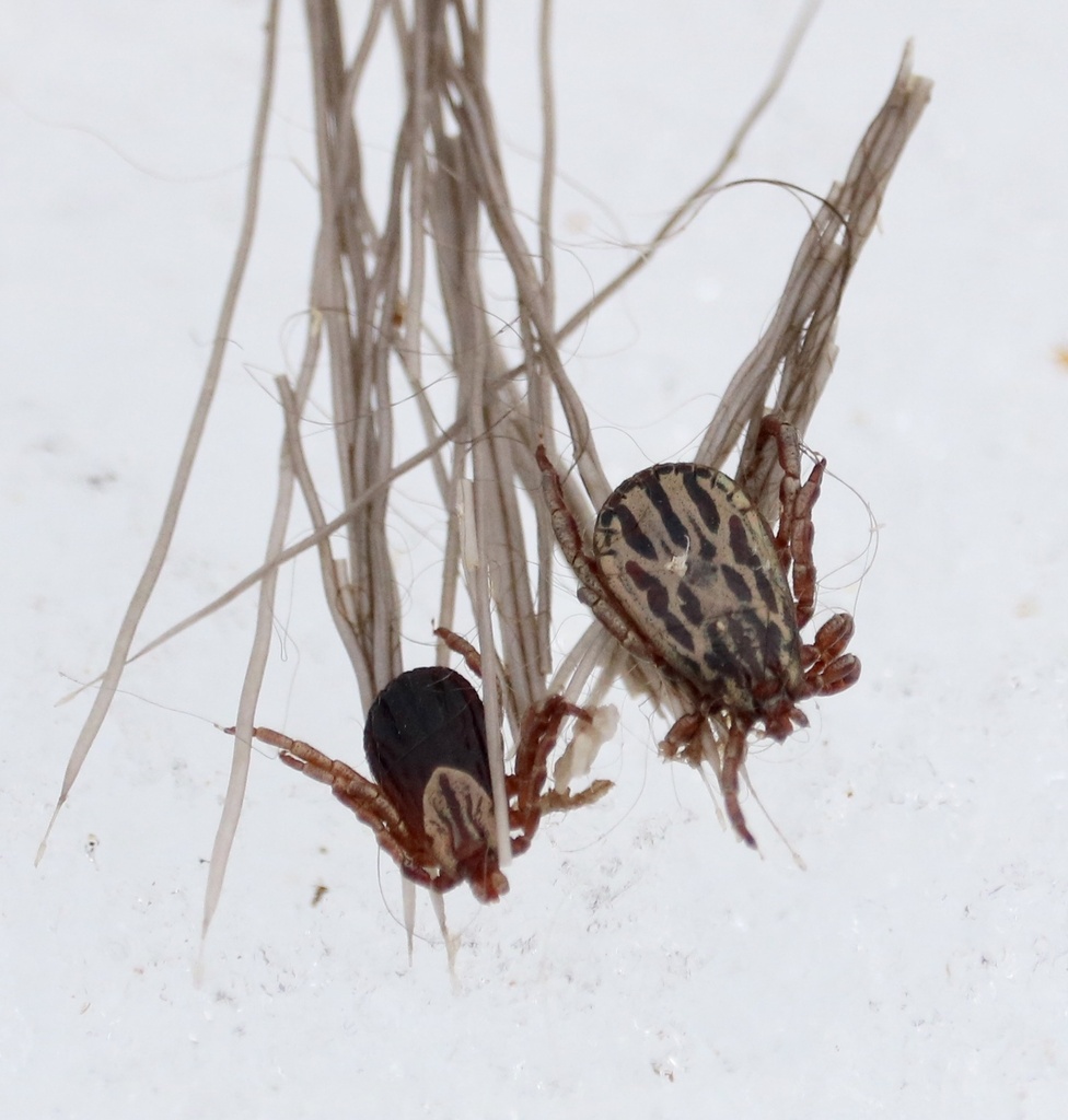 Moose Tick
