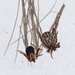 Winter Tick - Photo (c) Dustin Snider, some rights reserved (CC BY), uploaded by Dustin Snider