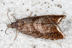 Dichrorampha acuminatana