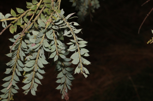 Image of Acacia vestita by (c) Greg Tasney, some rights reserved (CC BY-SA)