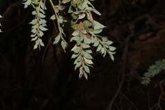 Acacia vestita, photograph (c) Greg Tasney, some rights reserved (CC BY-SA)