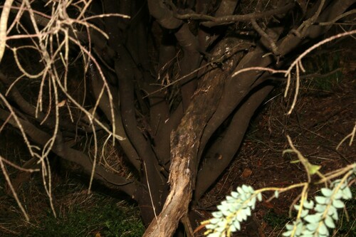 Image of Acacia vestita by (c) Greg Tasney, some rights reserved (CC BY-SA)