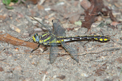 Gomphurus externus
