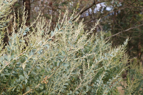 Image of Acacia cultriformis by (c) Greg Tasney, some rights reserved (CC BY-SA)
