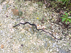 Cubophis caymanus