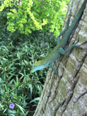 Anolis conspersus