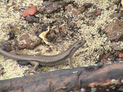 Emoia atrocostata