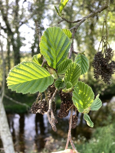 Iberian Alder
