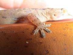 Hemidactylus frenatus