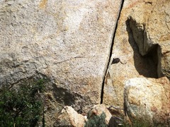 Elephantulus edwardii