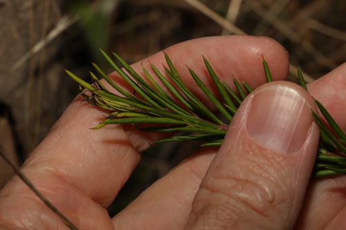 Image of Grevillea rosmarinifolia by (c) Greg Tasney, some rights reserved (CC BY-SA)