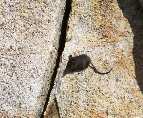 Cape Elephant Shrew