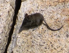 Elephantulus edwardii