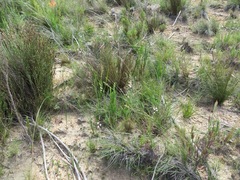 Ixia scillaris scillaris