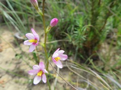 Ixia scillaris scillaris