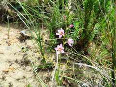 Ixia scillaris scillaris