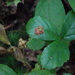 Rubus hispidus - Photo (c) Jenn Megyesi,  זכויות יוצרים חלקיות (CC BY-NC), uploaded by Jenn Megyesi