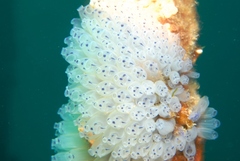 Clavelina moluccensis