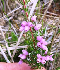 Erica hirtiflora hirtiflora