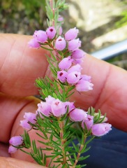 Erica hirtiflora hirtiflora