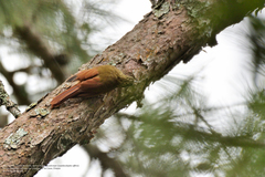 Lepidocolaptes affinis