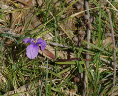 Patersonia occidentalis occidentalis