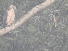 Pernis ptilorhynchus orientalis