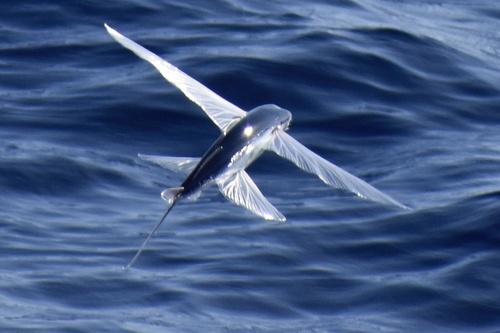 Clearwing Flyingfish (Cypselurus comatus) — Exocoetidae — 5