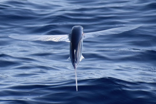 Clearwing Flyingfish (Cypselurus comatus) — Exocoetidae — 4