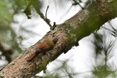 Lepidocolaptes affinis