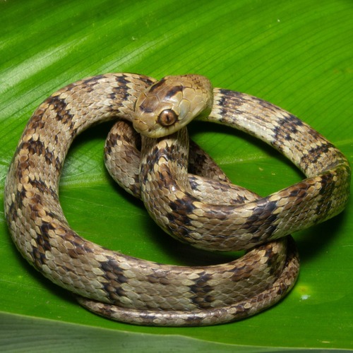 Photo of a Sauvage's Snail-eater (Dipsas albifrons)