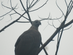 Haliaeetus ichthyaetus