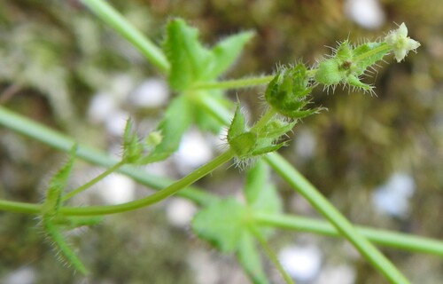 Image of Galium texense by (c) saltyhiker, some rights reserved (CC BY)