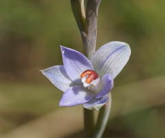 Thelymitra brevifolia