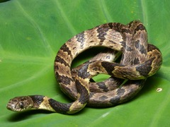 Neuwied's Tree Snake photo 1