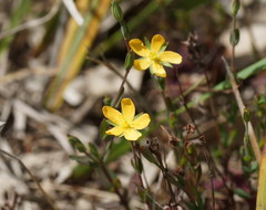 Hypericum gramineum