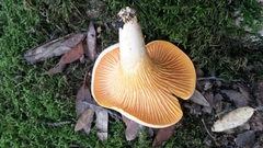 Cantharellus pallens