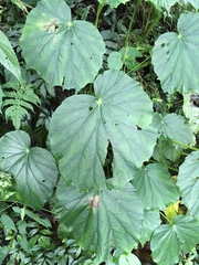 Begonia chitoensis